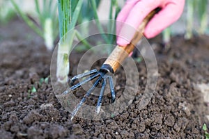 Tool Hoe In Hand In Glove Loosen Ground On Vegetable Garden Close Up