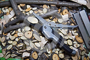 Tool lopper metal on a background of cut pieces of branches of a tree. Garden tools, technologies, industry