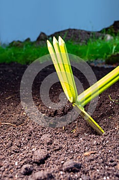 Tool for manual tillage on a field background