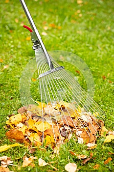 Tool Rake With Fallen Colorful Fall Leaves.