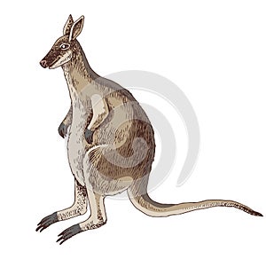 Toolache wallaby extinct animal sketch