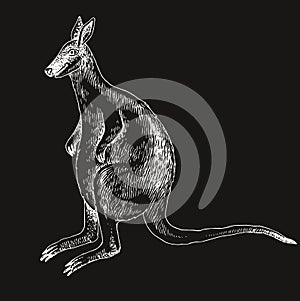 Toolache wallaby extinct animal sketch