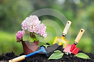 Tools garden soil and hydrangea flower in flower pot over natur