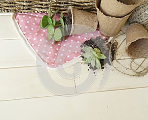 Tools for transplanting plants.Happy Easter.Narcisse, ficus and succulents in pots.