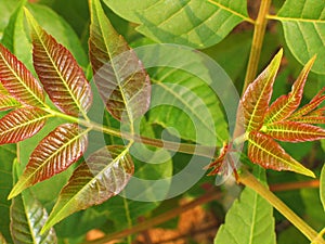 Toona sinensis