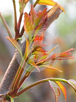 Toona sinensis