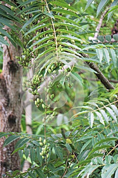 Toona sinensis (Chinese mahogany, Chinese cedar, Chinese toon, beef plant, onion plant, red toon)