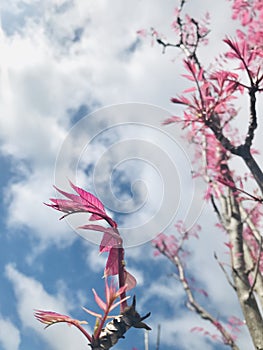 Toona sinensis `Flamingo` bright pink leaves with blue sky background.