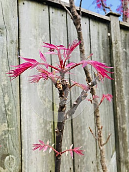 Toona sinensis `Flamingo` bright pink leaves. with wooden wall fence.