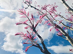 Toona sinensis `Flamingo` pink leaves branch with sky background.