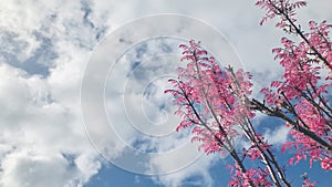 Toona sinensis `Flamingo` pink leaves tree with sky background.