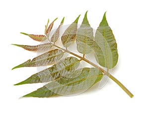 Toona sinensis leaf