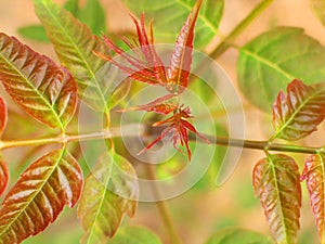 Toona sinensis leaves