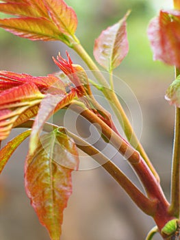 Toona sinensis leaves