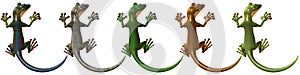 Toonimal Gecko