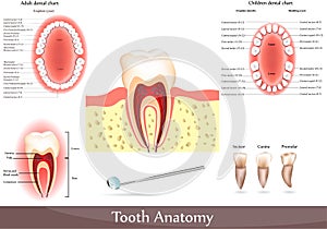 Tooth anatomy photo