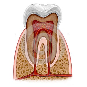 Tooth anatomy