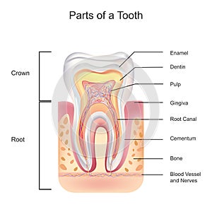Tooth Anatomy with all parts including crown neck enamel dentin pulp gums root canal and blood supply