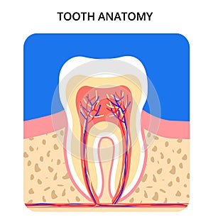 Tooth anatomy. Bright colors. Perfect for medical poster or banner. Vector