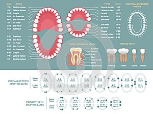Tooth anatomy chart. Orthodontist human teeth loss diagram, dental scheme and orthodontics medical vector infographic
