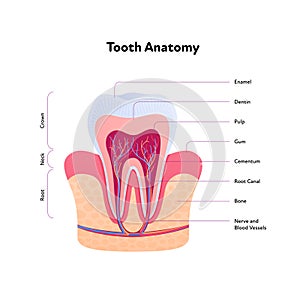 Tooth anatomy chart. Vector biomedical illustration. Cross section with text isolated on white background. Inner teeth structure.