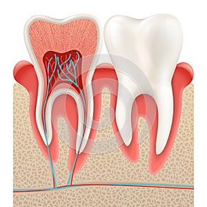 Tooth anatomy closeup cut away. EPS 10