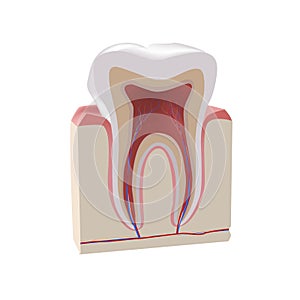 Tooth anatomy. Cross section of human tooth realistic vector image isolated on white background