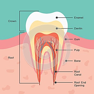 Tooth anatomy