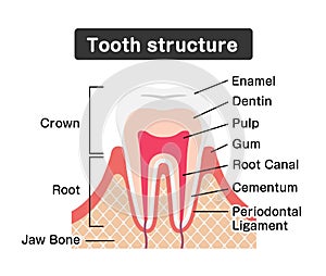 Tooth anatomy flat vector illustration
