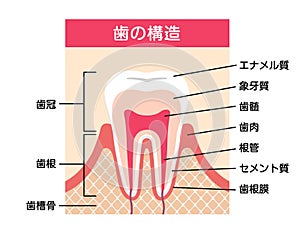 Tooth anatomy flat vector illustration  Japanese