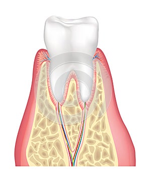 Tooth anatomy. Healthy teeth structure. Dental medical illustration