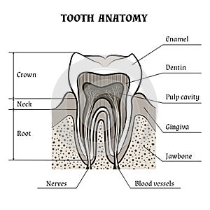 Tooth anatomy