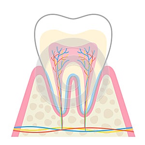 Tooth anatomy illustration. Structure of tooth diagram. dental health care concept photo