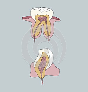 Tooth anatomy. internal structure of the tooth. hand draw