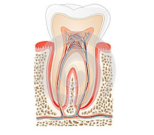 Tooth anatomy