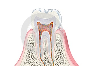 Tooth anatomy, medically accurate illustration