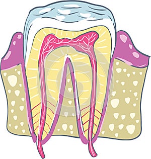 Tooth anatomy picture, medical illustration
