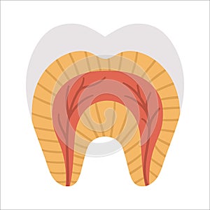 Tooth anatomy poster. Teeth structure scheme. Dental parts illustration. Dentist clinic educational brochure template. Enamel, photo