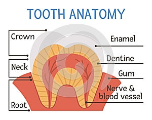 Tooth anatomy poster. Teeth structure scheme with inscriptions. Dental parts illustration. Dentist clinic educational brochure photo