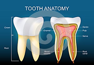 Tooth Anatomy. Structure of human teeth