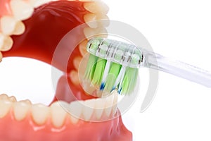 Tooth brush and Orthodontic Model used in dentistry for demonstration and educational purposes. Brushing teeth with toothbrush.