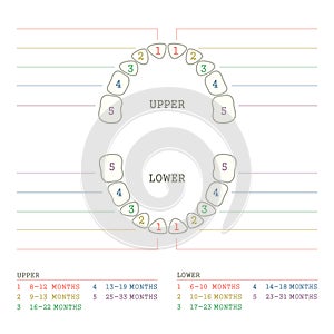 tooth chart, human teeth