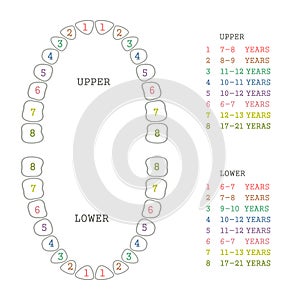 Tooth chart, human teeth