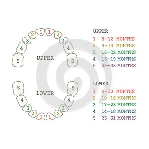 Tooth chart, human teeth