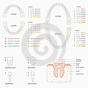 Tooth chart, human teeth