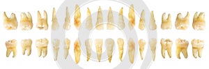 Tooth diagram photography . Real teeth chart . front horizontal view . isolated white background