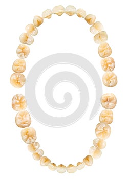 Tooth diagram photography . Real teeth chart . Top view . isolated white background