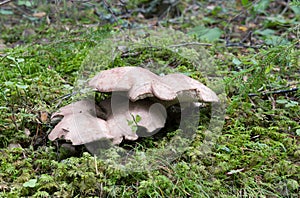 Tooth fungus, Sarcodon leucopus