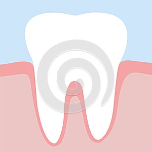 Tooth Gums Illustration