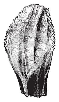 Tooth of Iguanodon, gigantic saurian, vintage engraving photo